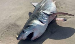 鲨鱼最新爆料视频大全下载,揭秘幕后真相，带你走进神秘世界